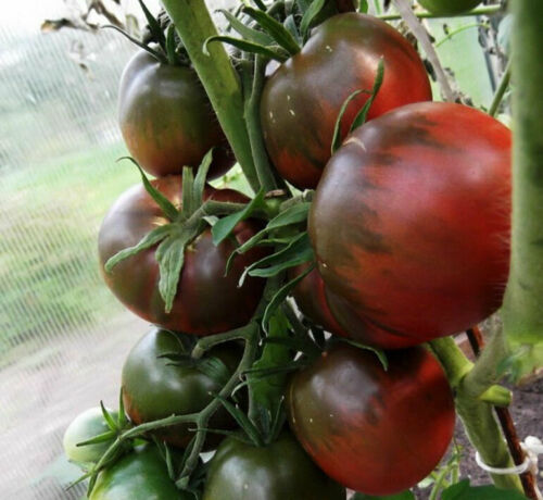 Tomatoes