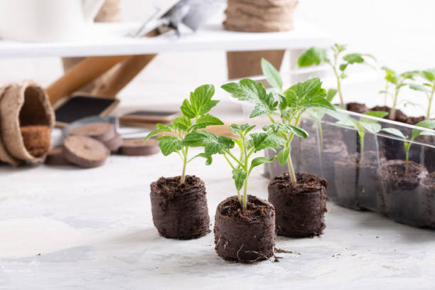 Mexican Gardening Kit